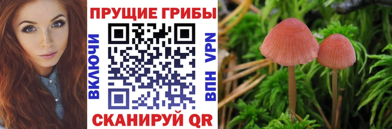Псилоцибиновые грибы мицелий  купить наркотики сайты  Белинский 